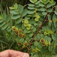 Phyllanthus retusus Dennst.